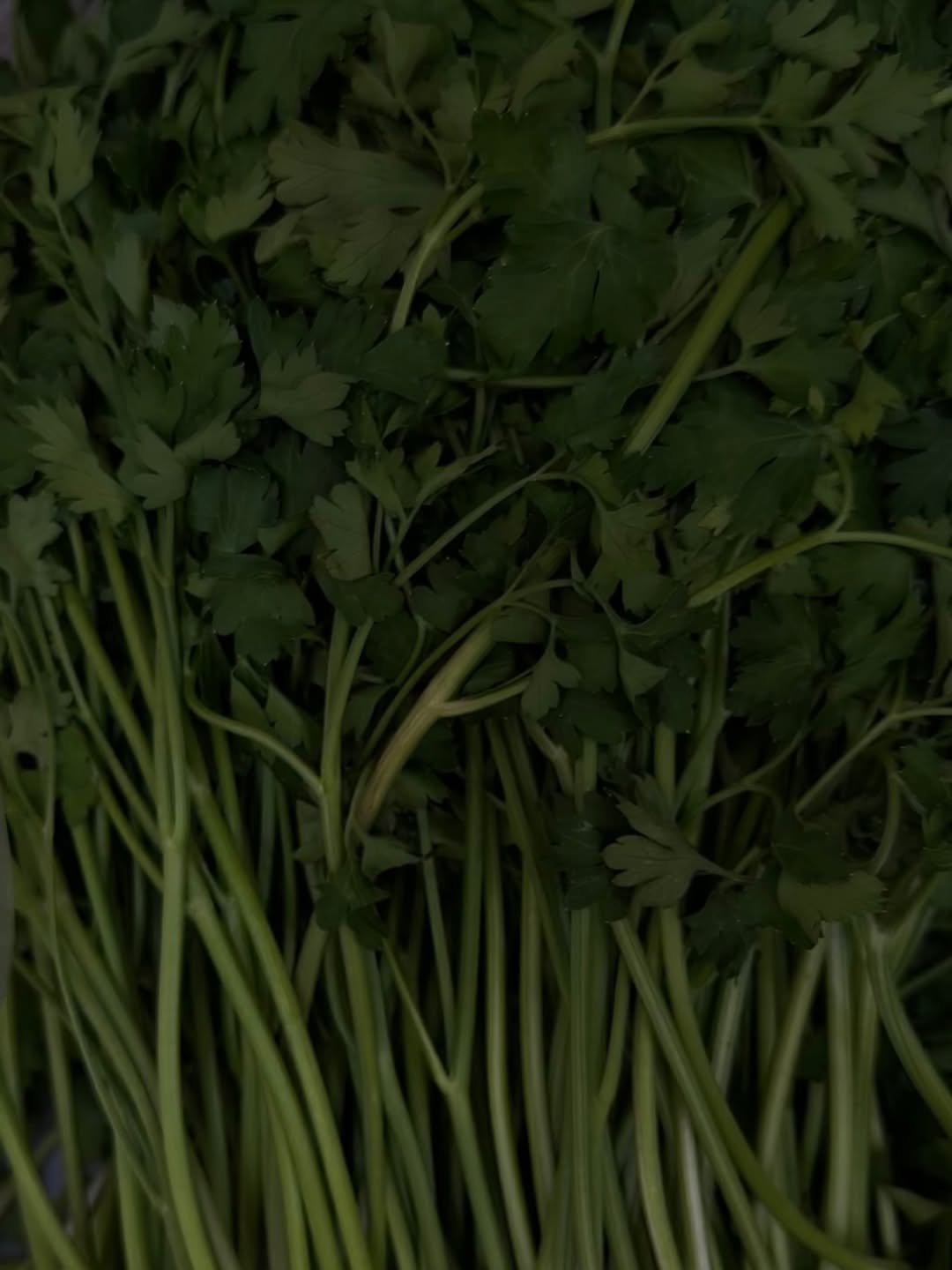 Photo shared by 톰리프 TOMLIF on February 21, 2026 tagging @tomlif_official. May be an image of vegetable, herb and text.