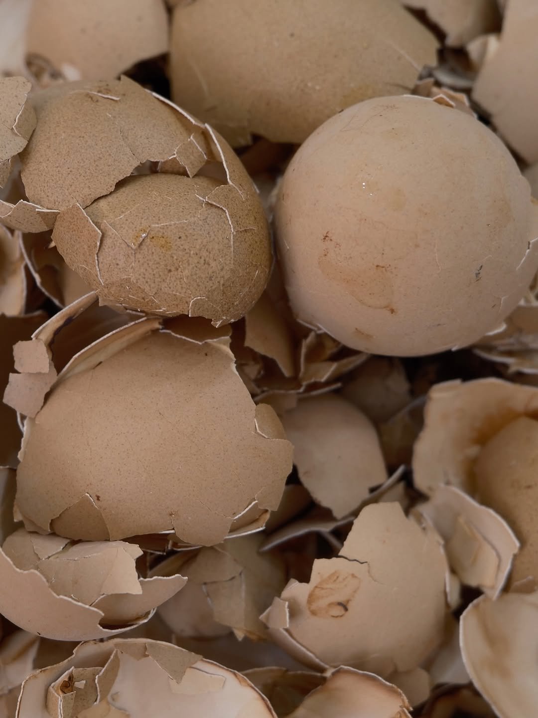 Photo shared by 톰리프 TOMLIF on April 06, 2026 tagging @tomlif_official. May be an image of egg, nest and text.