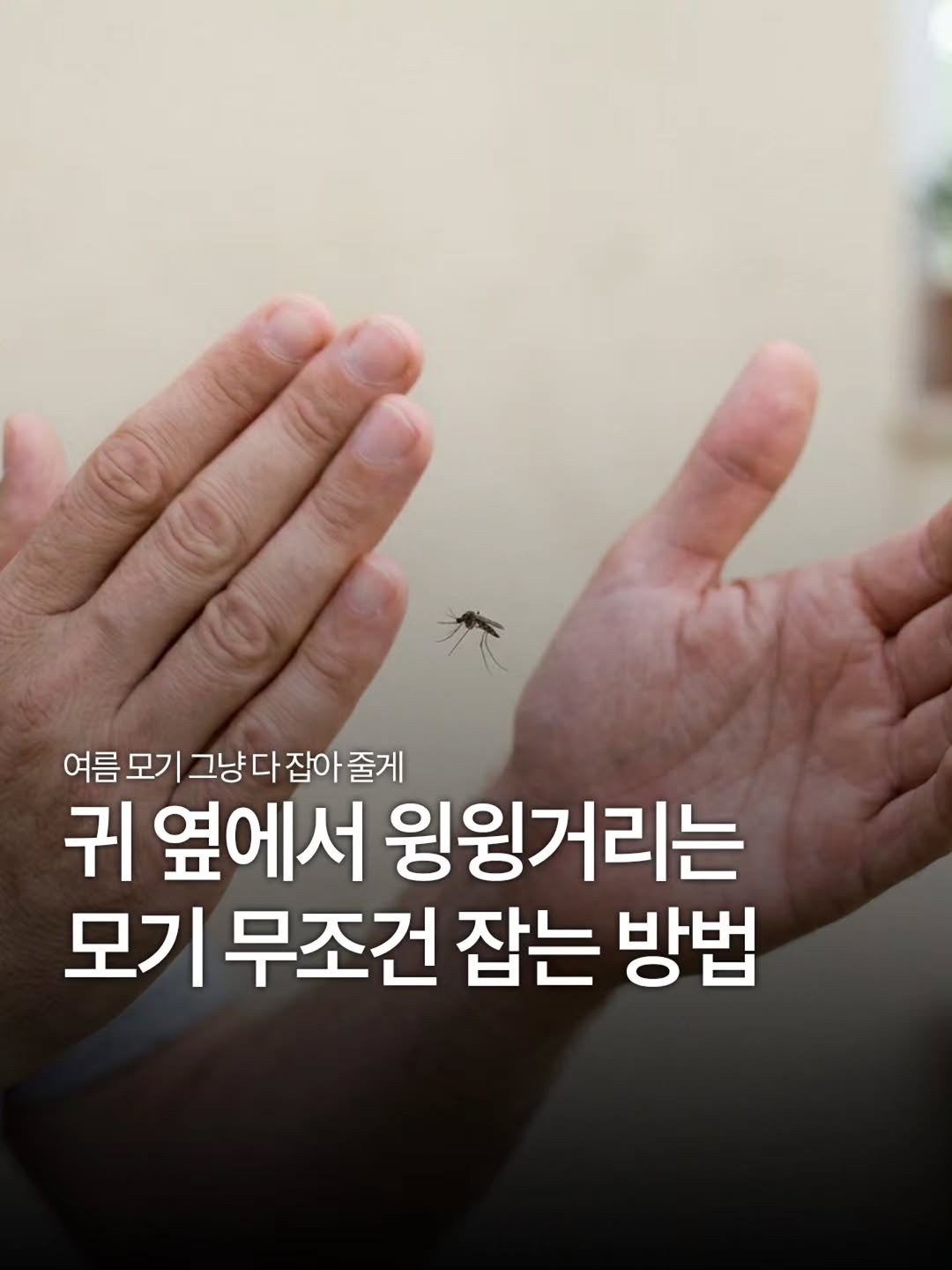 tomorrow.zips 게시물 이미지: 귀 옆에서 윙윙거리는 모기 🦟

여름만 되면 꼭 한 번씩 잠 깨우는 범인입니다...