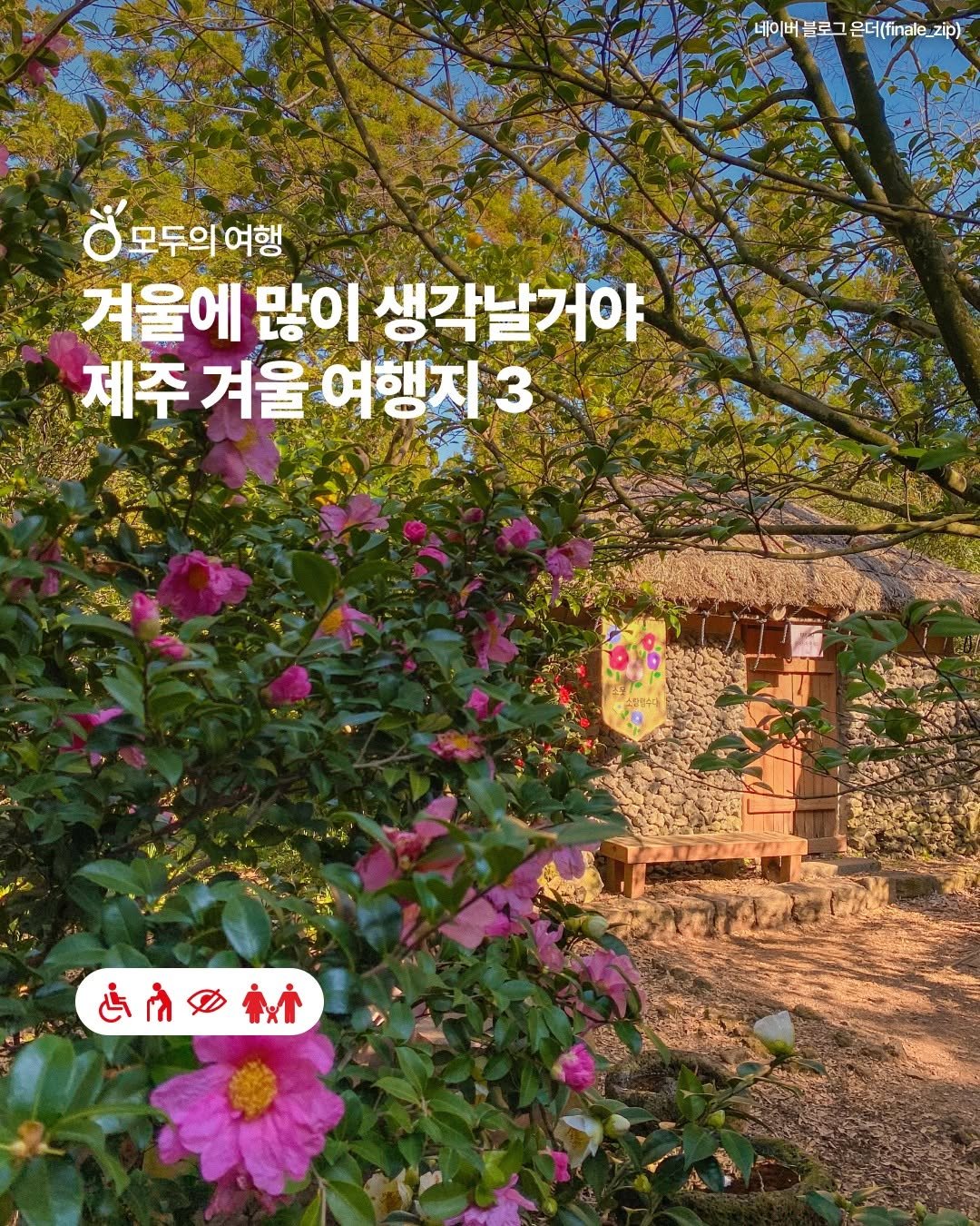 Photo by 한국관광공사 열린관광 (모두를 위한 여행) on January 27, 2026. May be an image of peony, rose, outdoors and text that says '네이버블로그 네이버블로그은더(finale_zip) 베이버 은더(fil_2ip) O 모두의여항 모두의 여행 겨울에 많이 생각날거야 제주 겨울 제주겨울여행지3 여행지3 હि ቱ'.