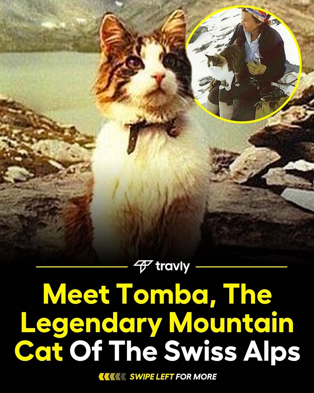 Photo shared by Hostel ✈︎ Travel on November 07, 2025 tagging @travel. May be an image of kitten and text that says 'travly Meet Tomba, The Legendary Mountain Cat Of The Swiss Alps SWIPE SWIPELEFTFORMORE LEFT FOR MORE «'.