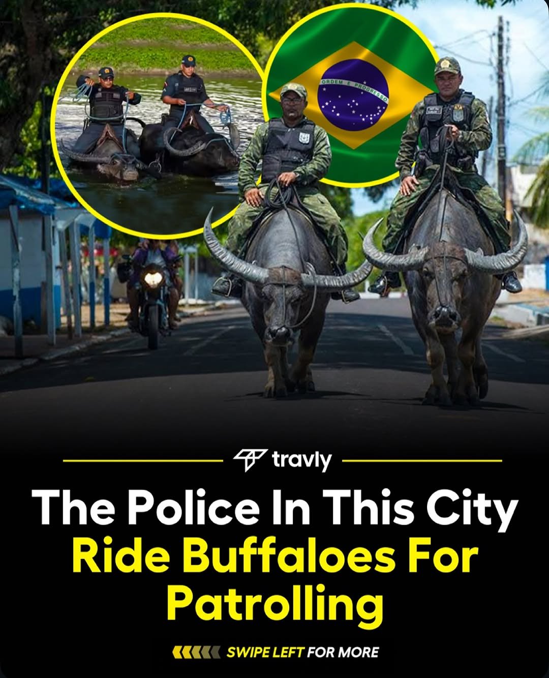 Photo by Travel by Travly ™ on November 10, 2025. May be an image of poster and text that says '8ย 1 TD TEO in travly The Police In This City Ride Buffaloes For Patrolling «< SWIPE SWIPELEFTFC LEFT FOR MORE'.