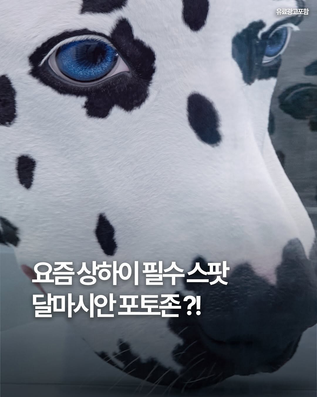 Photo by 여행 다녀왔습니다 on November 14, 2025. May be a cartoon of dalmatian, poster and text that says '유료광고포함 요즘상하이필수스팟 필수스팟 필수 요즘 상하이 달마시안포토존?!'.