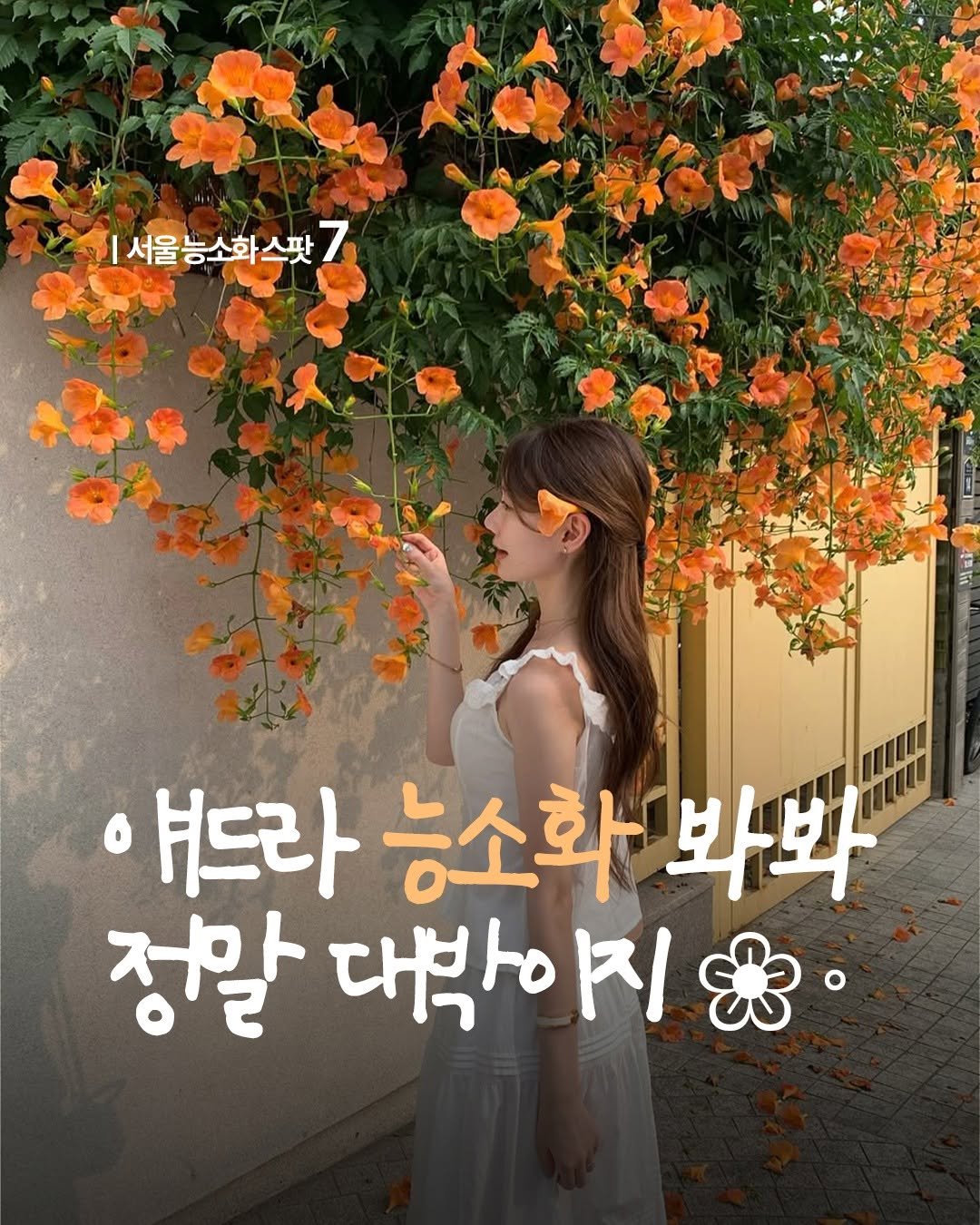 travelmenu1 게시물 이미지: "아무리 난리 쳐봐라. 나는 피어나고 말지."

능소화는 '업신여길 능(凌)',...