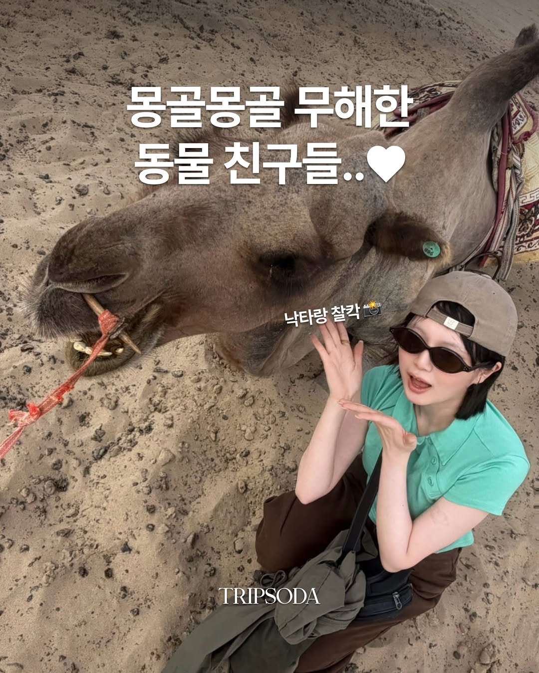tripsoda_official 게시물 이미지: 귀여운 거 좋아해? 그럼 몽골은 꼭 가야 함🙂‍↕️

광활한 초원을 달리다...
