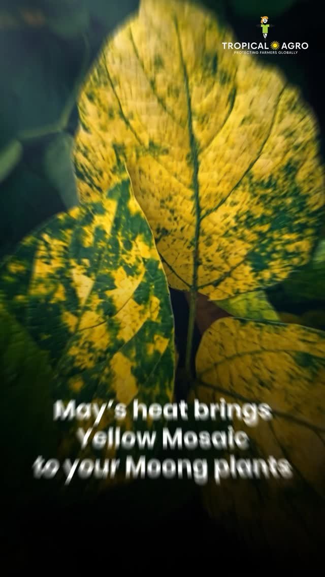 tropicalagrosys 게시물 이미지: In May, watch for those bright yellow and...