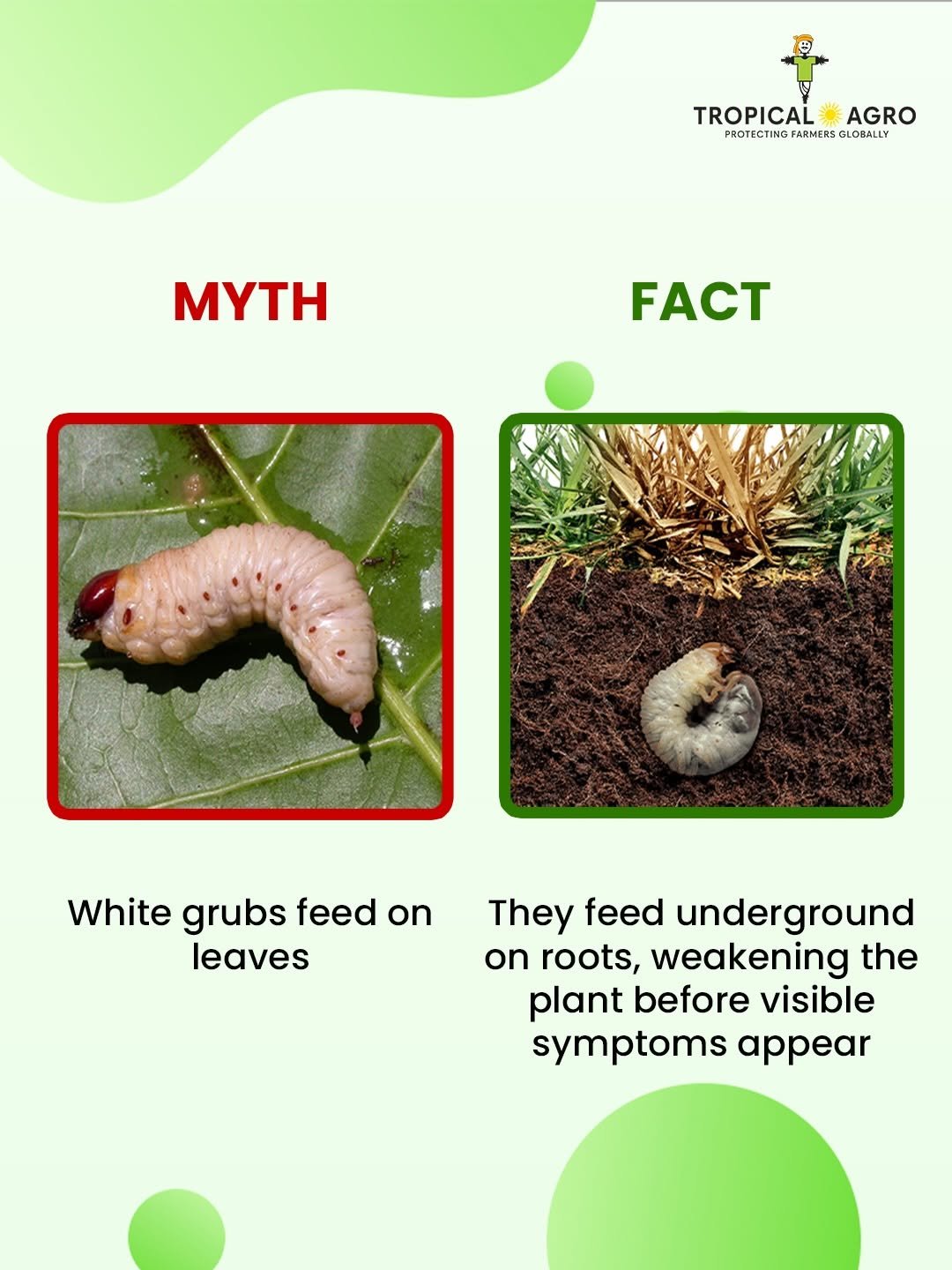 tropicalagrosys 게시물 이미지: White grub damage is often misunderstood...