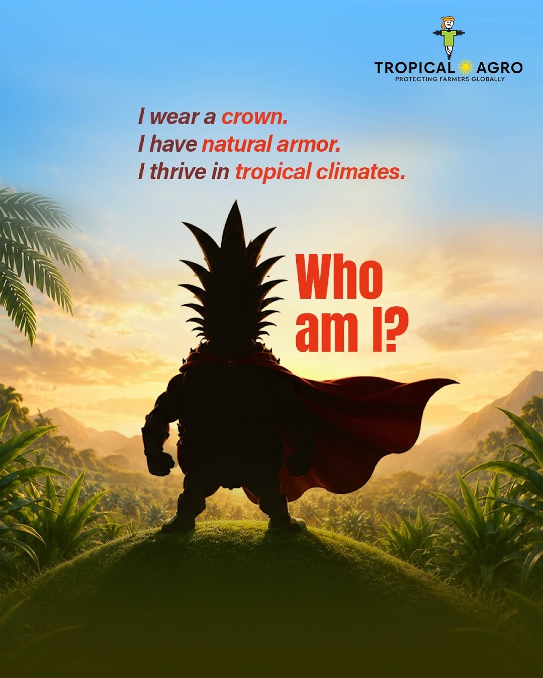 tropicalagrosys 게시물 이미지: Strong, sweet, and crowned by nature—pineapple...