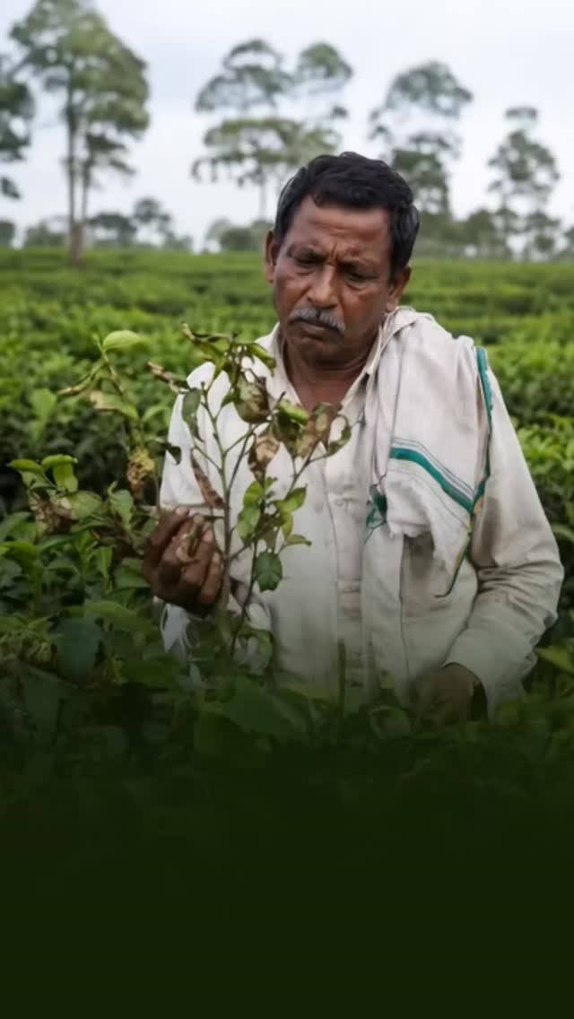 tropicalagrosys 게시물 이미지: Every Joyful Tea Moment Begins with a Farmer’s...
