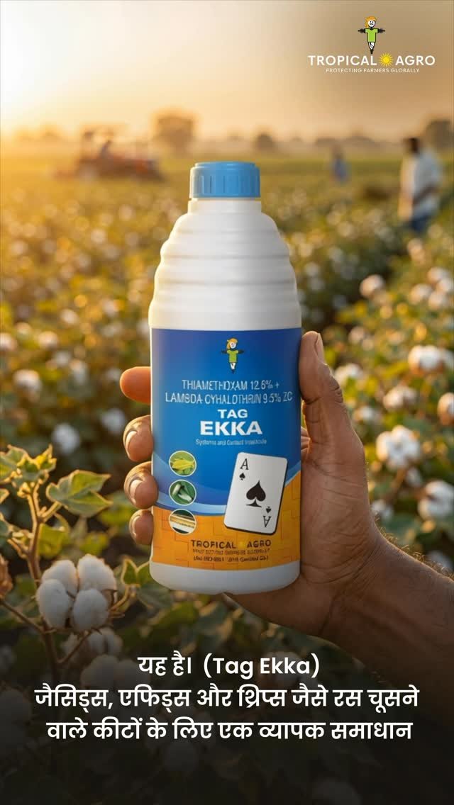 tropicalagrosys 게시물 이미지: कपास की पत्तियों पर पीले किनारे? इसे...