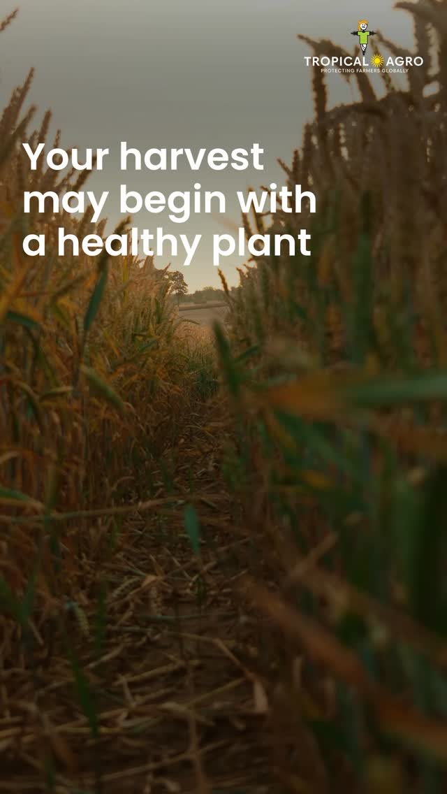tropicalagrosys 게시물 이미지: Plant health sets the foundation for every...