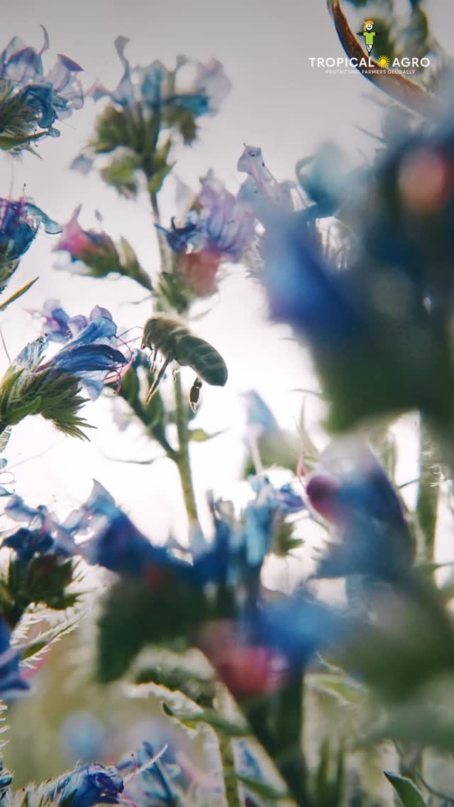 tropicalagrosys 게시물 이미지: The field is shaped by more than what we grow....