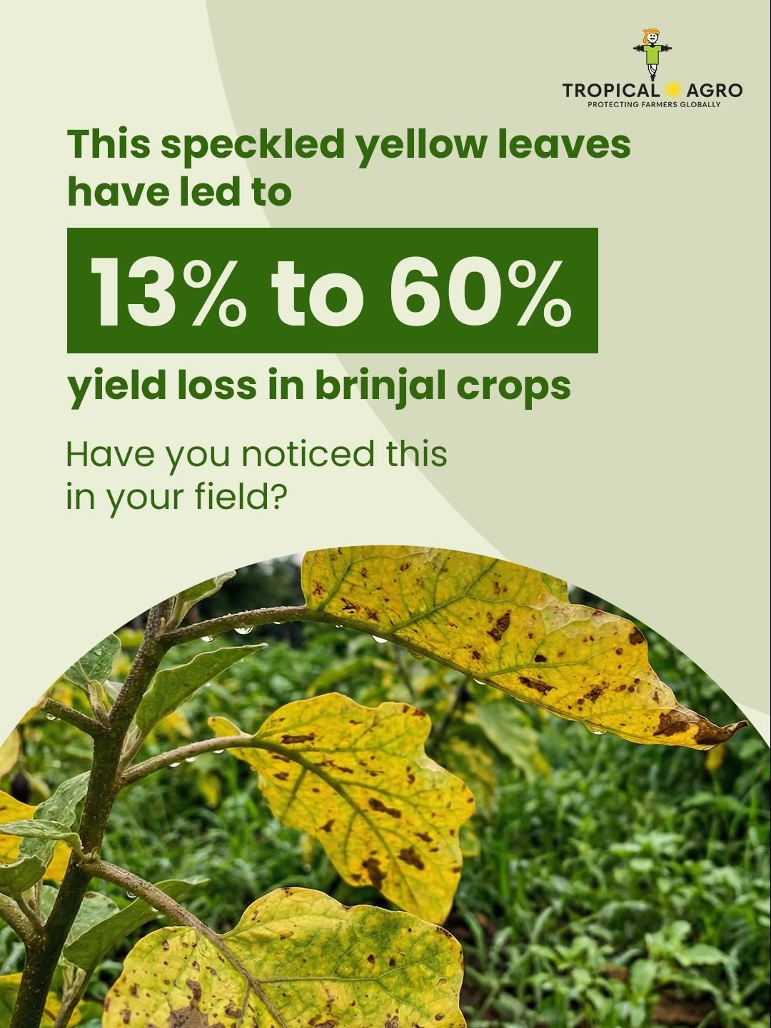 tropicalagrosys 게시물 이미지: ​Red spider mites remain one of the most...