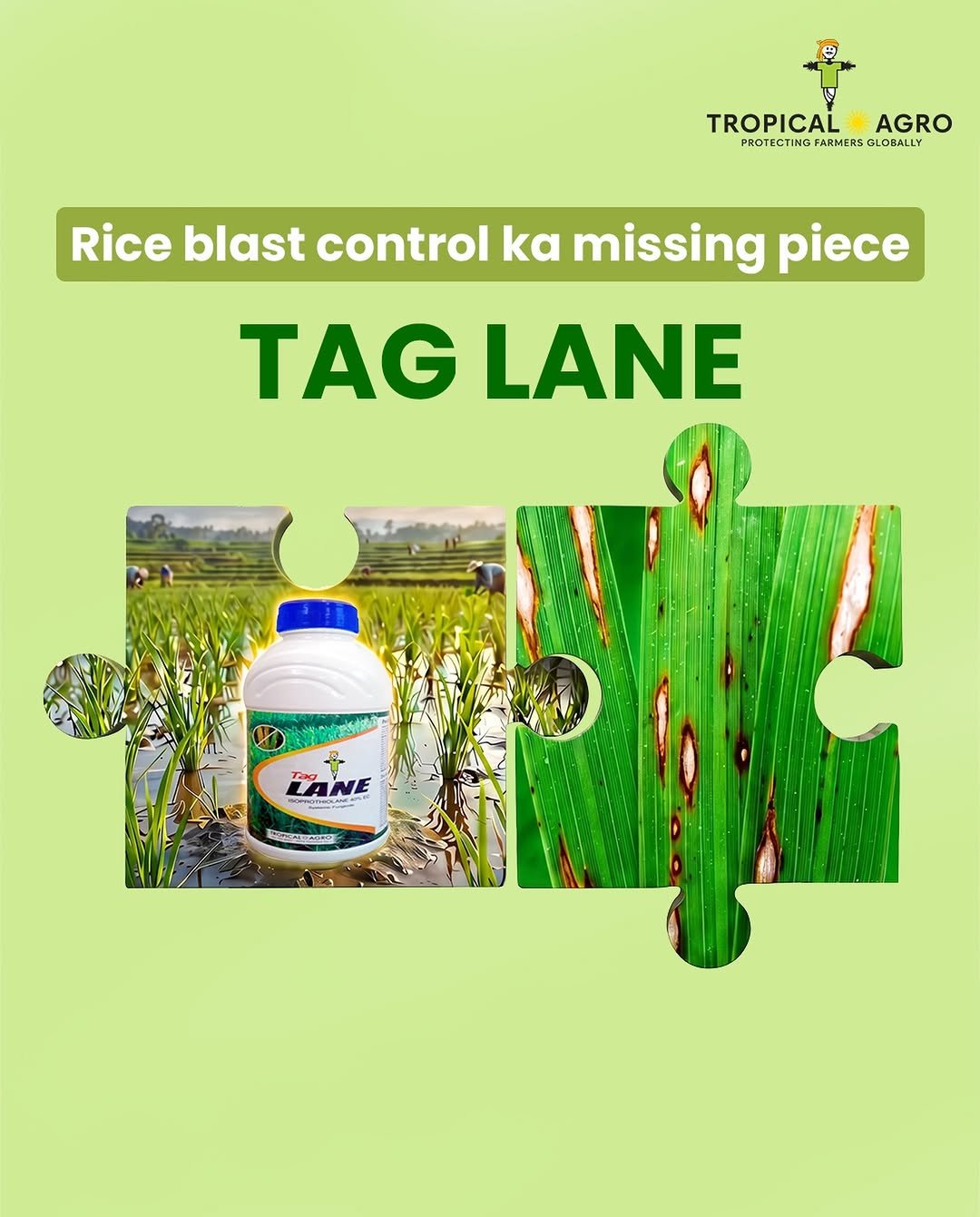 tropicalagrosys 게시물 이미지: If your paddy field is showing signs of blast...