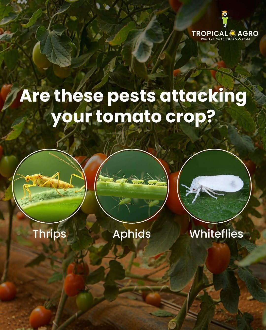 tropicalagrosys 게시물 이미지: Sucking pests can weaken Tomato plants by...