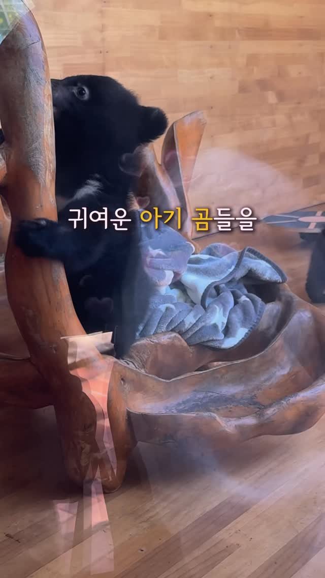 ttasa_roi 게시물 이미지: [아이랑 갈만한 곳 ✨추천] 아기곰을 눈앞에서 볼 수 있는 충청도 나들이 #광고...