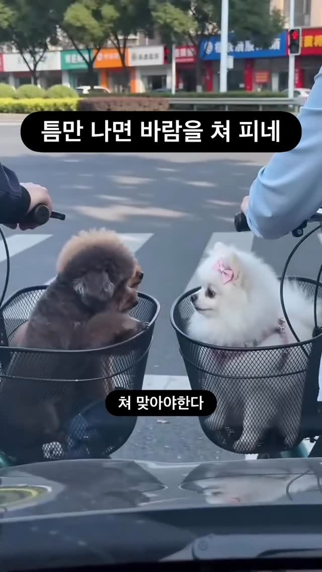 ttok_tv 게시물 이미지: 틈만나면 바람피우네 #ㅋㅋㅋ #웃긴짤 #유머 #reels #memes