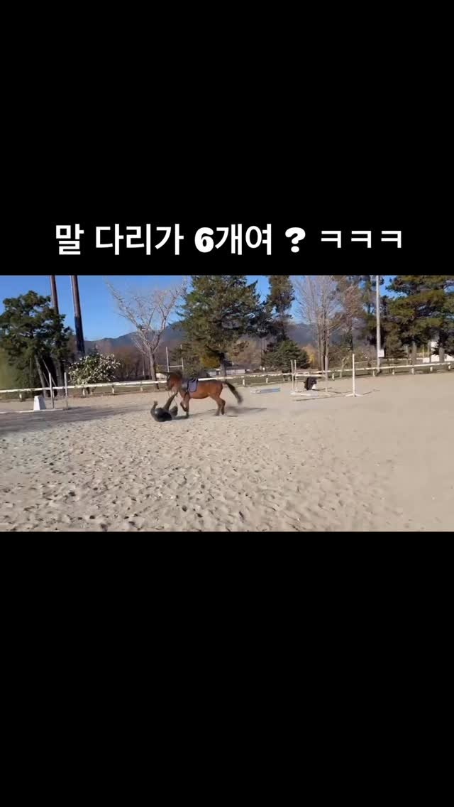 ttok_tv 게시물 이미지: 말 다리 6개 #ㅋㅋㅋ #웃긴짤 #유머 #reels #memes #humor #몸개그