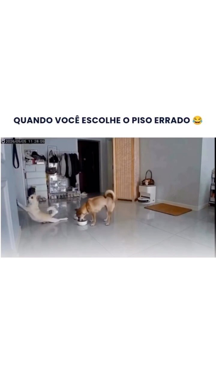 ttok_tv 게시물 이미지: 얼마나 웃기고 싶은지 감도 안온다 #웃긴짤 #reels #memes #humor #강아지