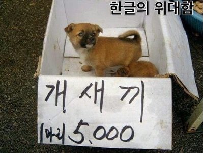 ttok_tv 게시물 이미지: 한글의 위대함~ 울 어무이들 너무 귀엽고 좋다~ ㅎ #ㅋㅋㅋ #memes...