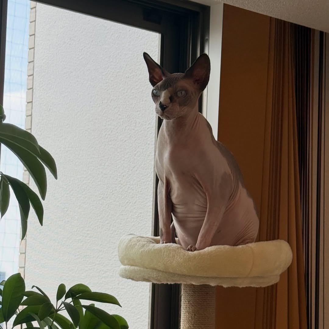 tubasa___mai 게시물 이미지: 猫です❤️
⁡
#つばさ舞
#AV女優に飼われている猫