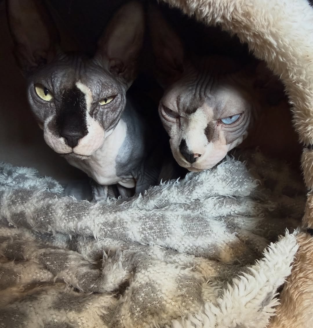 Photo by つばさ 舞❤️‍🔥 on April 13, 2026. May be an image of kitten, Abyssinian cat and text.