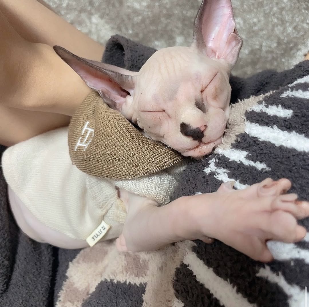 Photo by つばさ 舞❤️‍🔥 on February 24, 2026. May be an image of sleeping, kitten and text.