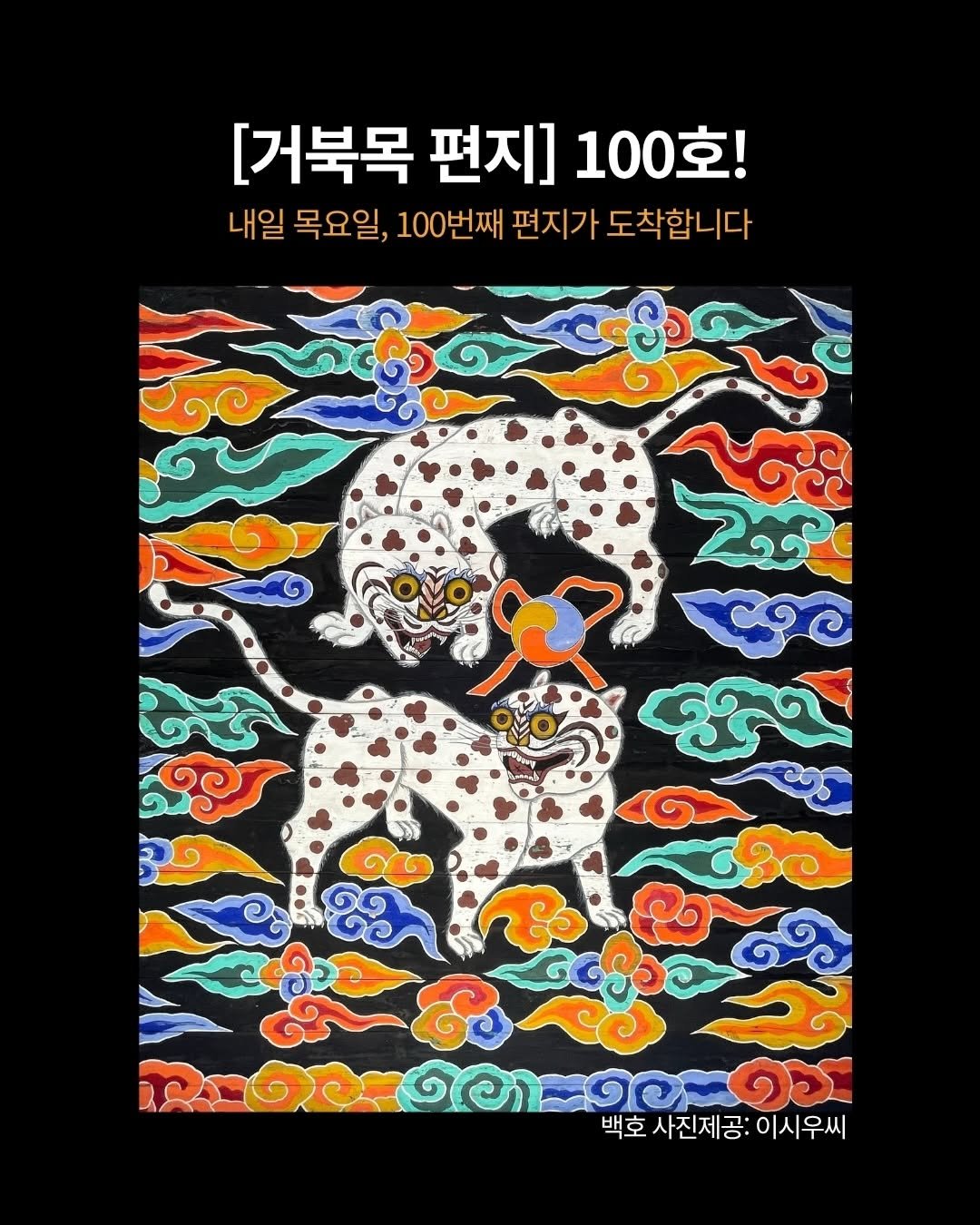 Photo by 터틀넥프레스 on April 21, 2026. May be an image of text that says '[거북목 편지] 100호! 내일 목요일, 100번째 편지가 도착합니다 เอดออย 백호 사진제공: 백호사진제공:이시우씨 ഇയയരഹ.. 이시우씨'.