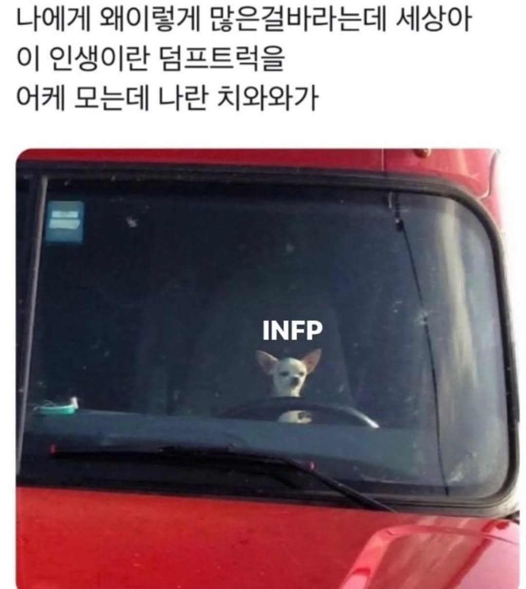 Photo by 트윙클 인프피 요정💫 on November 08, 2025. May be a meme of chihuahua, bus and text that says '나에게 왜이렇게 많은걸바라는데 세상아 이 인생이란 덤프트럭을 어케 모는데 나란 치와와가 INFP'.