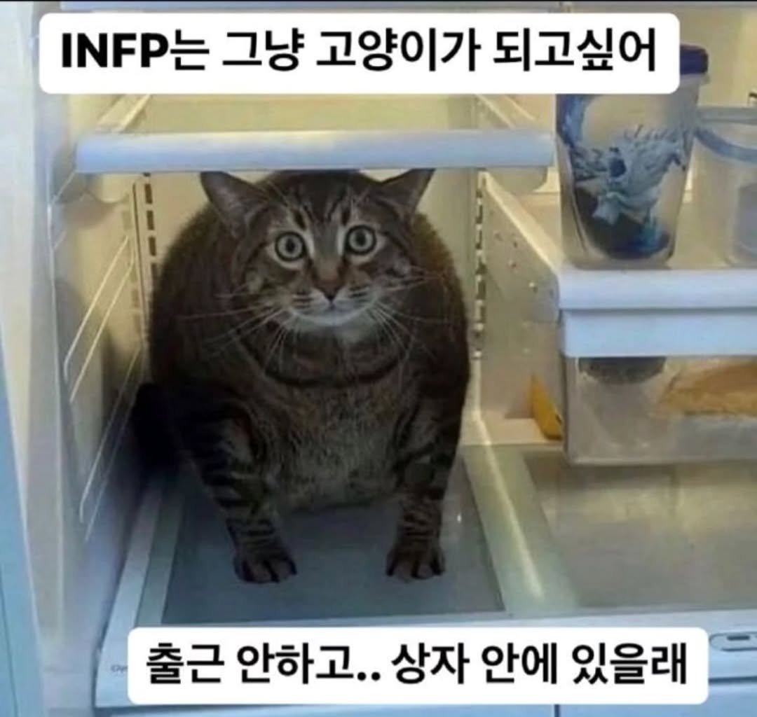 Photo by 트윙클 인프피 요정💫 on November 07, 2025. May be an image of cat, refrigerator and text that says 'INFP는 그냥 고양이가 되고싶어 출근 안하고.. 상자 안에 있을래'.