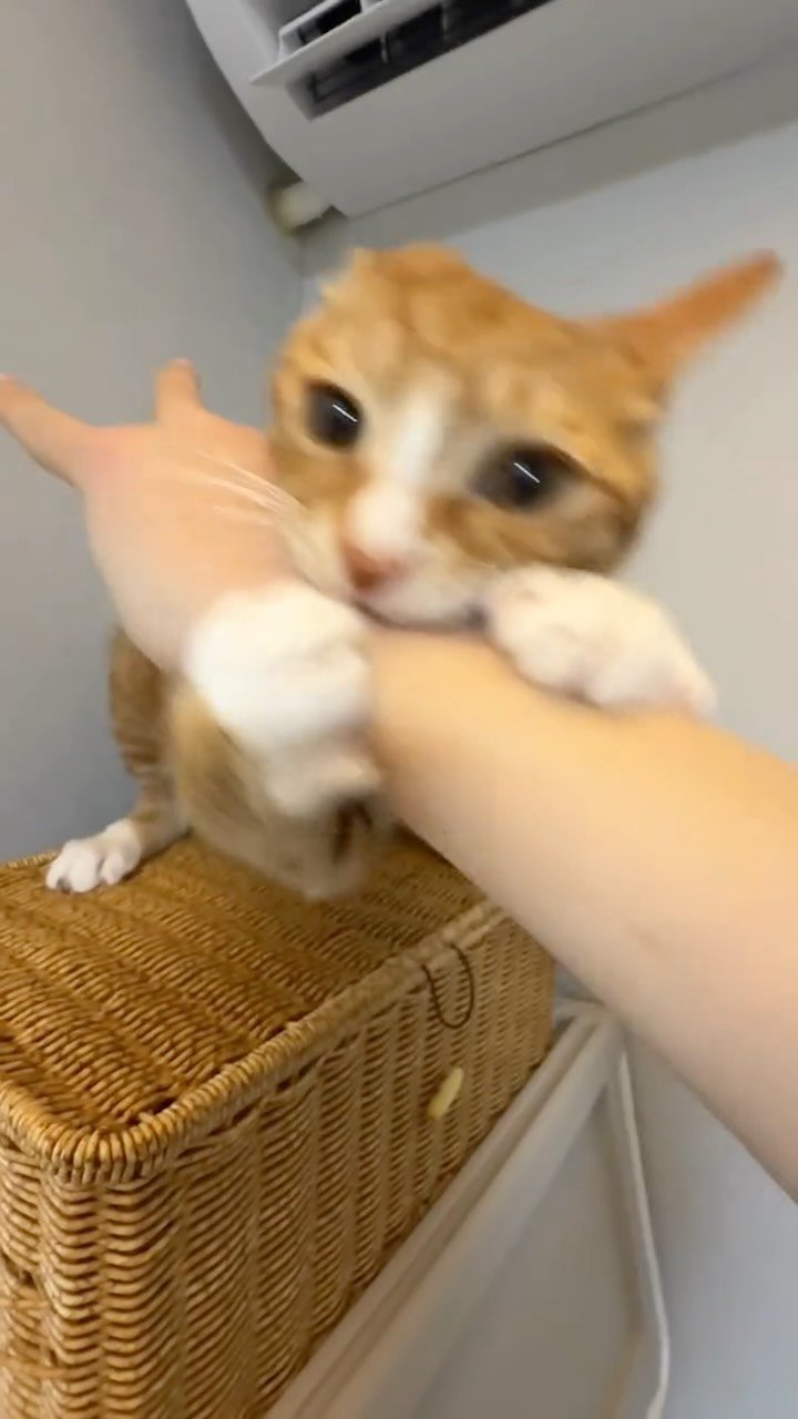 twoarmzzang 게시물 이미지: 마오랑 사이좋은 LOVE 챌린지💖