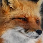 poem.fox 프로필 사진