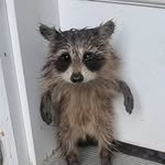 uahan_koon 프로필 사진