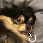 kimtantantan_ 프로필 사진