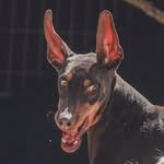 bowwow_bam 프로필 사진