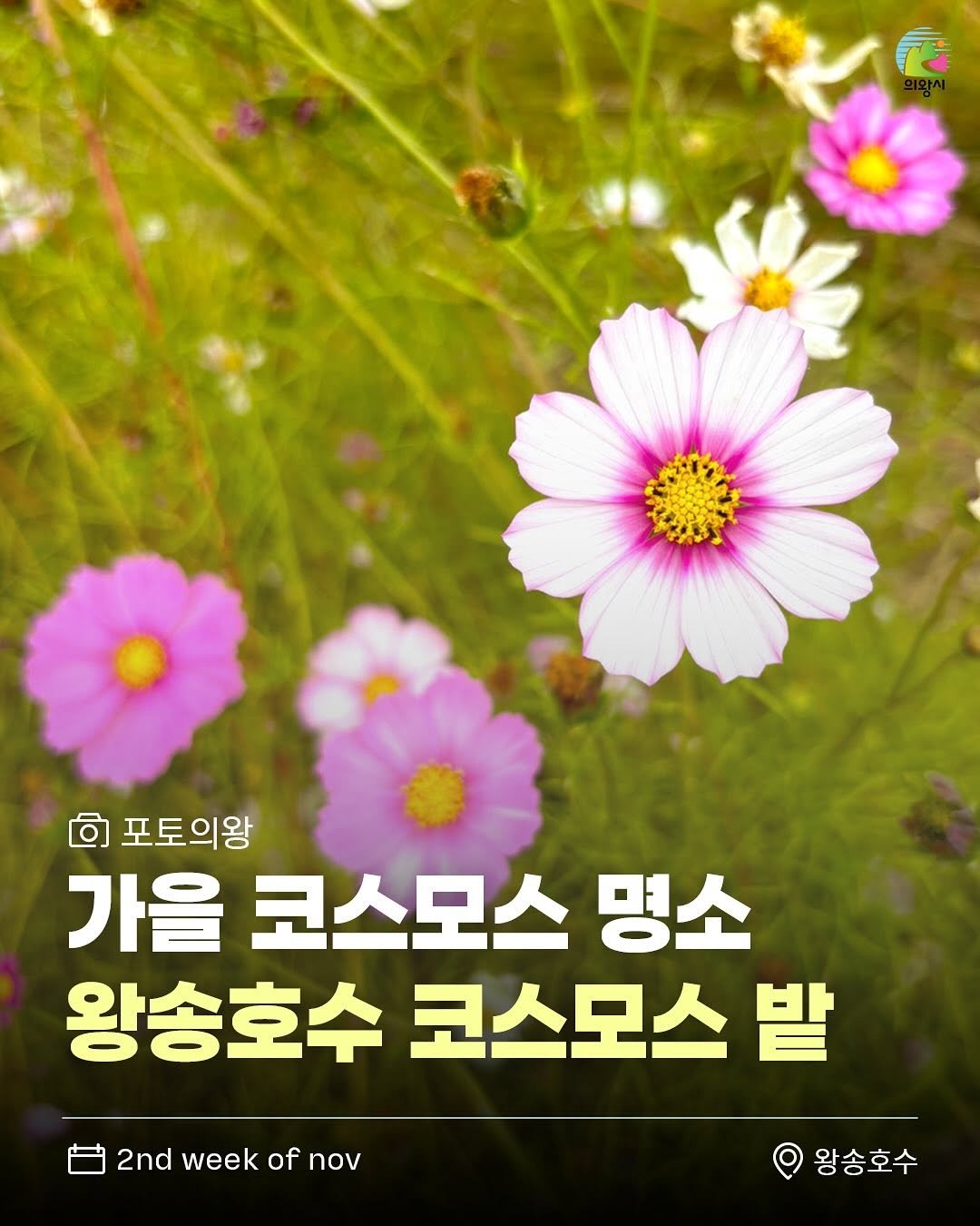 Photo by 의왕시 on November 11, 2025. May be an image of globe amaranth, outdoors and text that says 'ចា 포토의왕 가을 코스모스 명소 왕송호수 코스모스 밭 2nd week of 2ndweekofnov nov 왕송호수'.