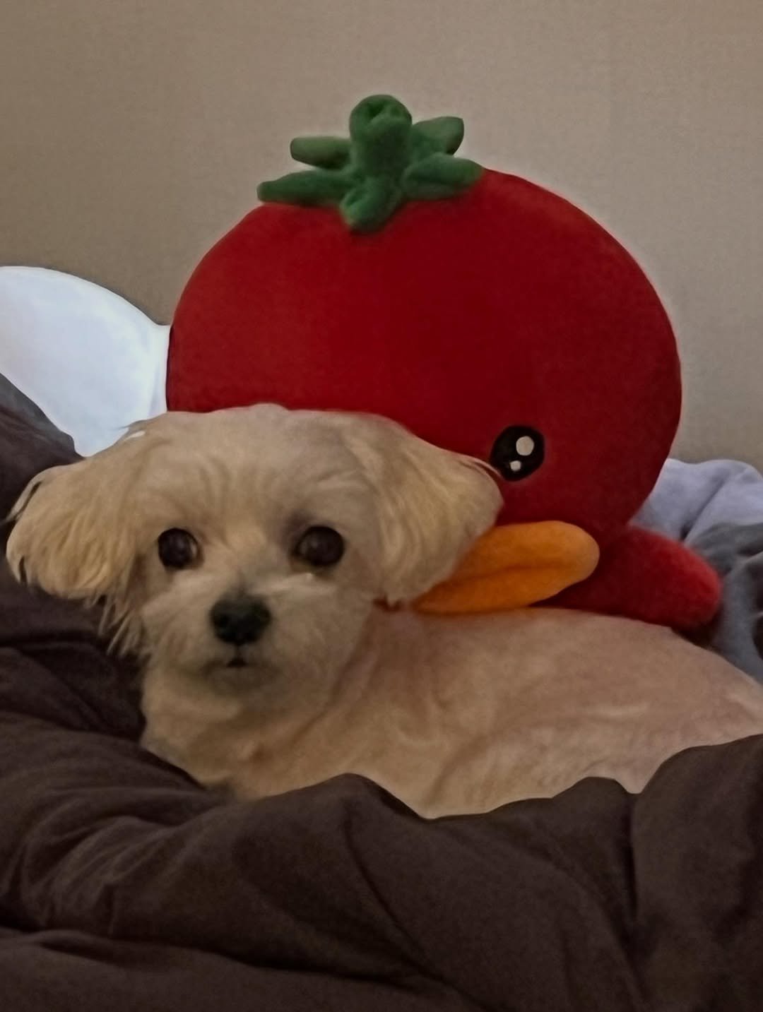 Photo by 리히트 책방 on November 06, 2025. May be an image of Maltese, strawberry and text.