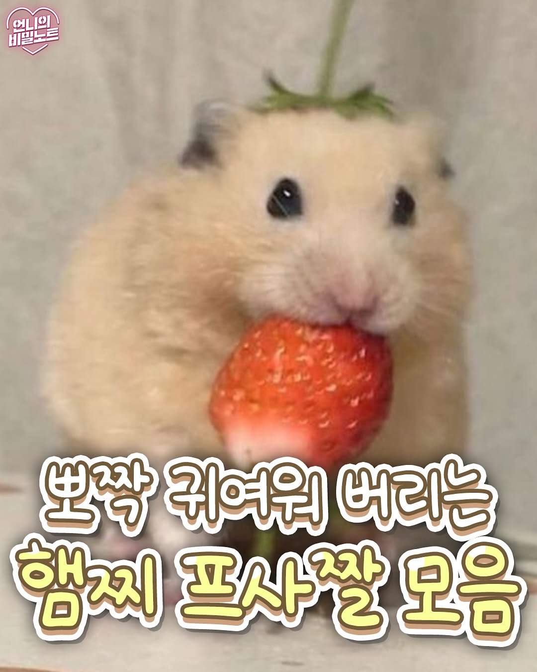 Photo by 언니의 비밀노트 on September 30, 2025. May be an image of hamster, rodent, strawberry and text that says 'ભા ભાશરા ભ 비밀노드 비프노트 비벨 뽀쪽 귀여워 버리는 햄찌 프사잘 2 모음'.