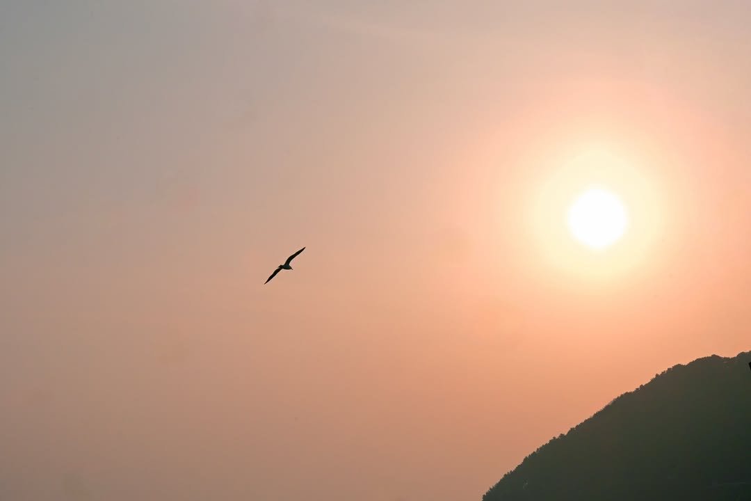 Photo by 선우 on February 20, 2026. May be an image of gull, twilight and text.