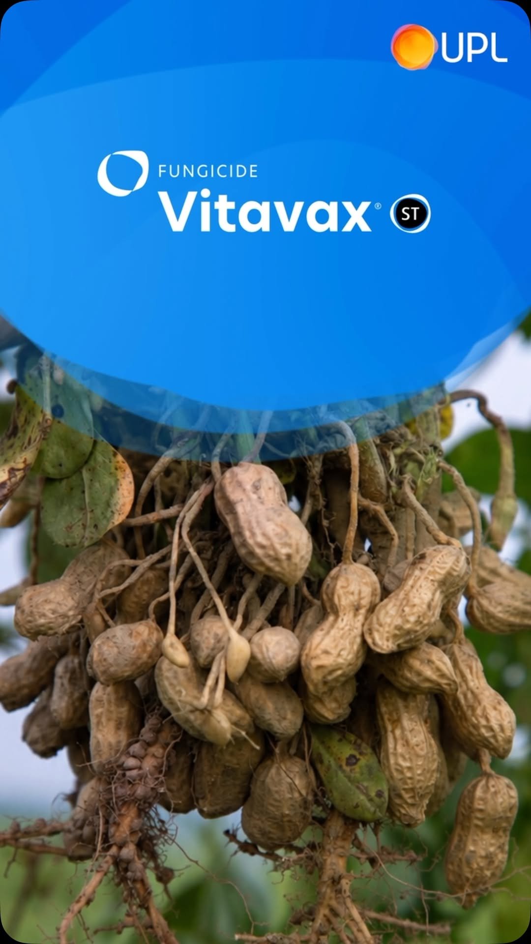 uplcorp 게시물 이미지: Healthy crops start with healthy seeds.
...
