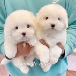 withu_puppy 프로필 사진