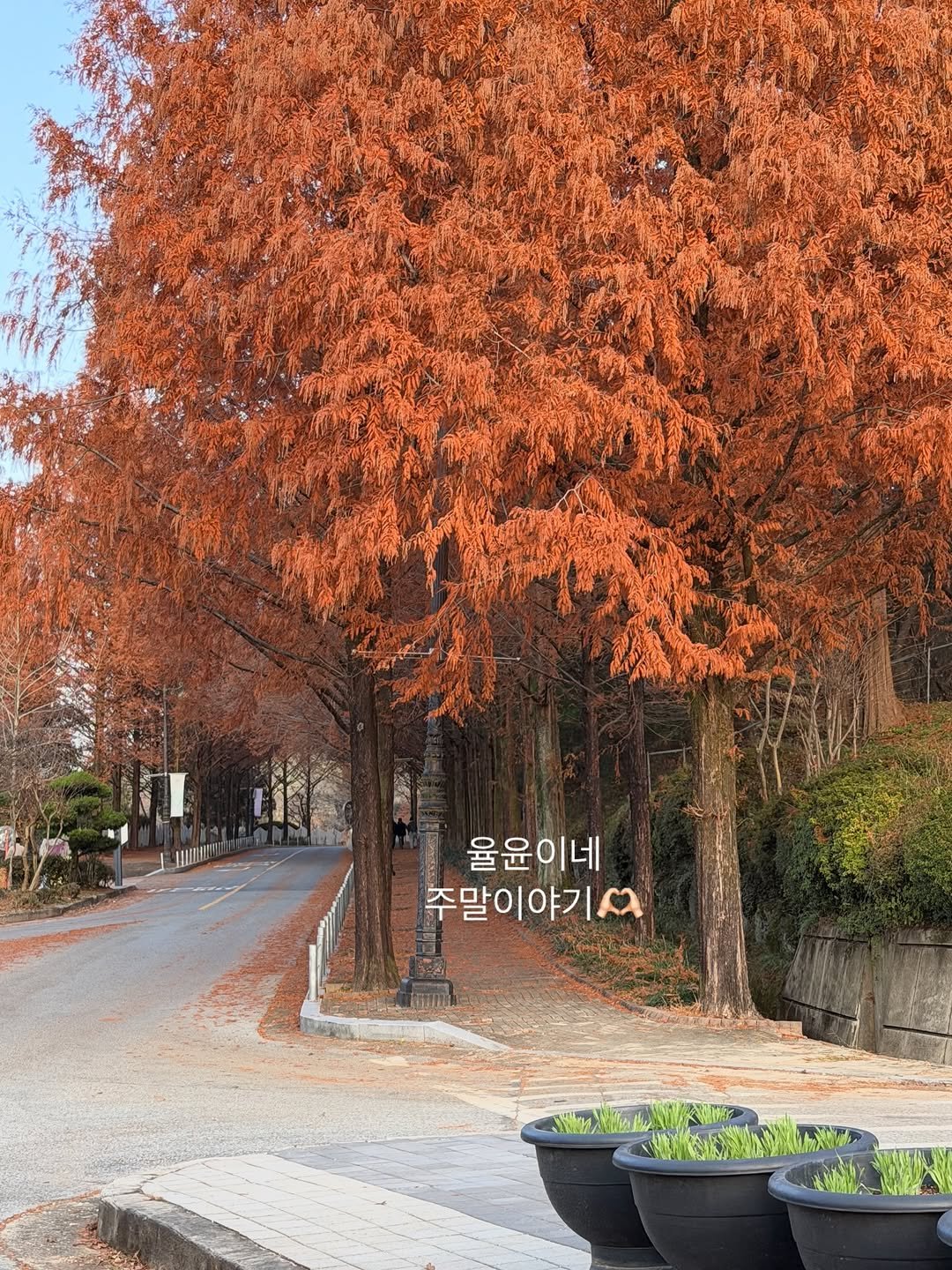 Photo by 율윤이네 : )♥️ on December 01, 2025. May be an image of stone-fruit tree and text that says '율윤이네 주말이야기며 주말이야기.'.