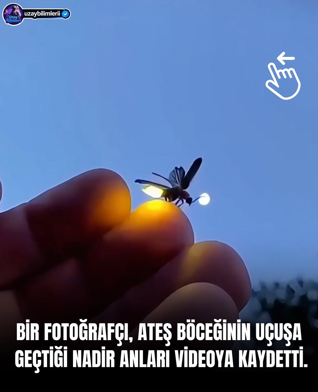 uzaybilimlerii 게시물 이미지: Ateş böcekleri, karanlıkta kendi ışıklarını...
