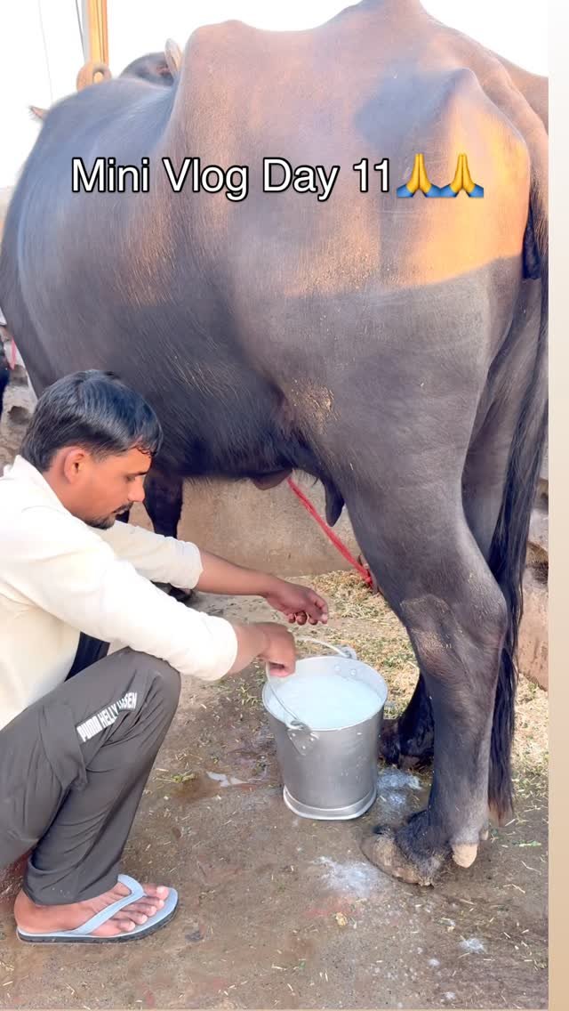 veterinary_guru_ji 게시물 이미지: Daily Mini Vlog Day 11🙏💪😀…