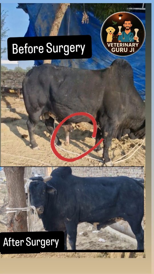 veterinary_guru_ji 게시물 이미지: #veterinaryguruji...