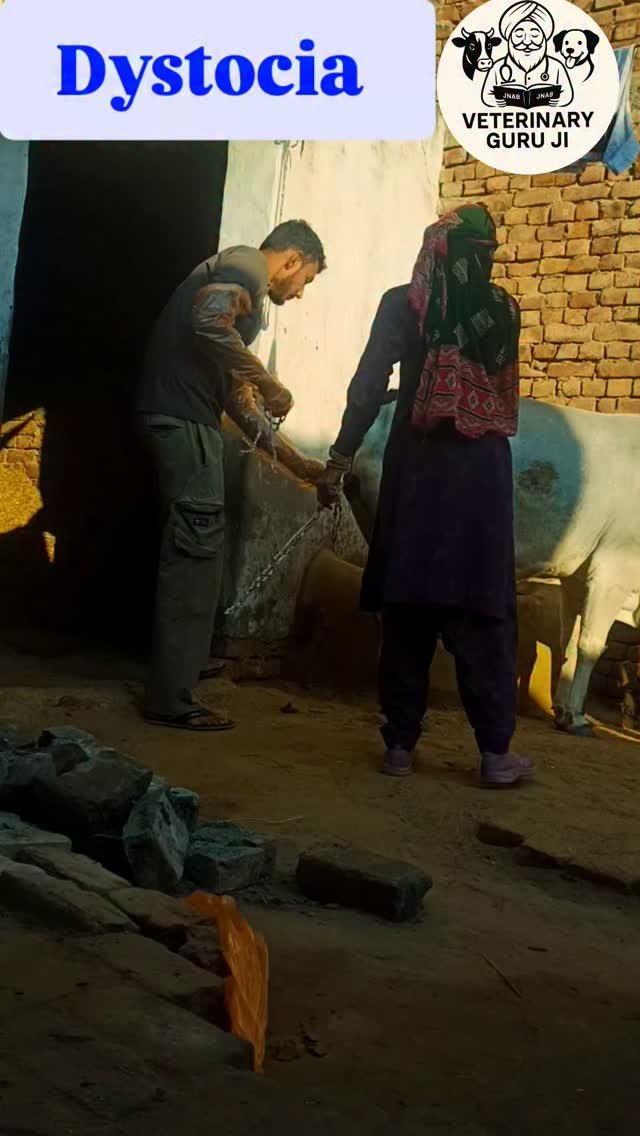 veterinary_guru_ji 게시물 이미지: Dystocia 
#veterinaryguruji...