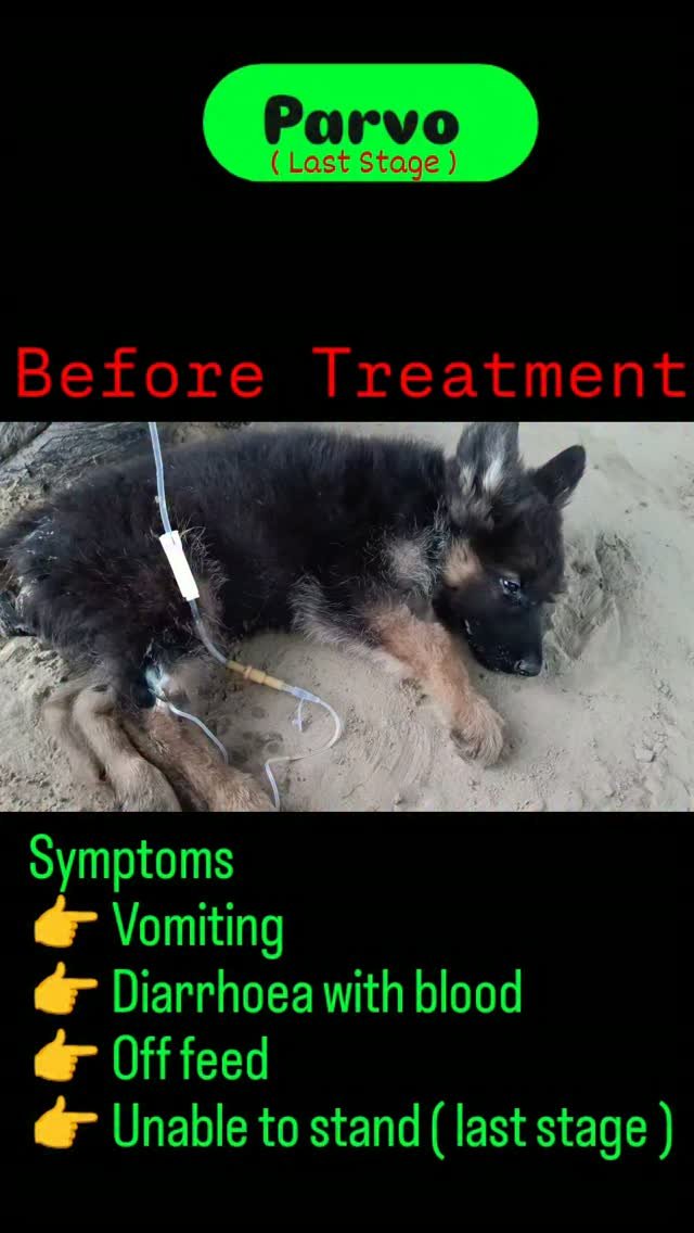 veterinary_guru_ji 게시물 이미지: Parvo

 #veterinaryguruji 
#pawanrulhaniya