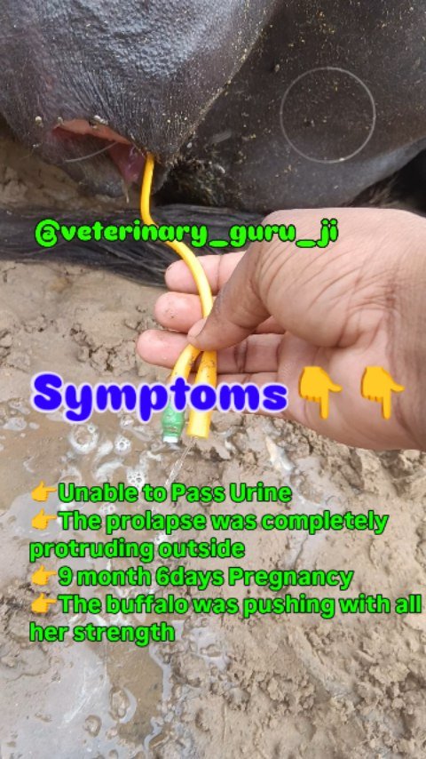 veterinary_guru_ji 게시물 이미지: #veterinaryguruji 
#pawanrulhaniya