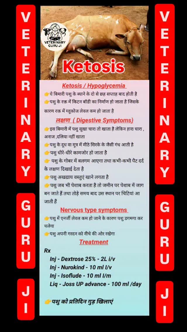 veterinary_guru_ji 게시물 이미지: Ketosis 
#veterinaryguruji...