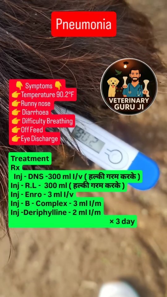 veterinary_guru_ji 게시물 이미지: Pneumonia 
#veterinaryguruji...